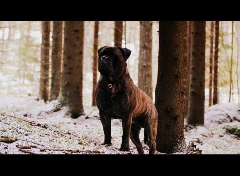 Diiva's Style N'bullgrin's Veyron | Bullmastiff 