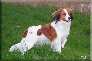 Orangewhite Jorrie V Dyjadin | Kooikerhondje 