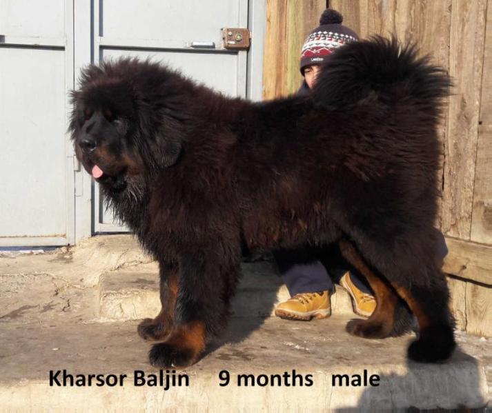 Kharsor Baljin | Tibetan Mastiff 
