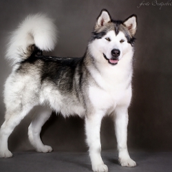 Amguema | Alaskan Malamute 