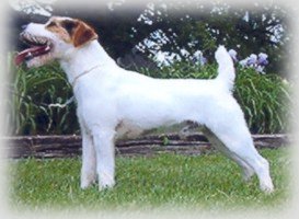 Canis Major Runway | Jack Russell Terrier 