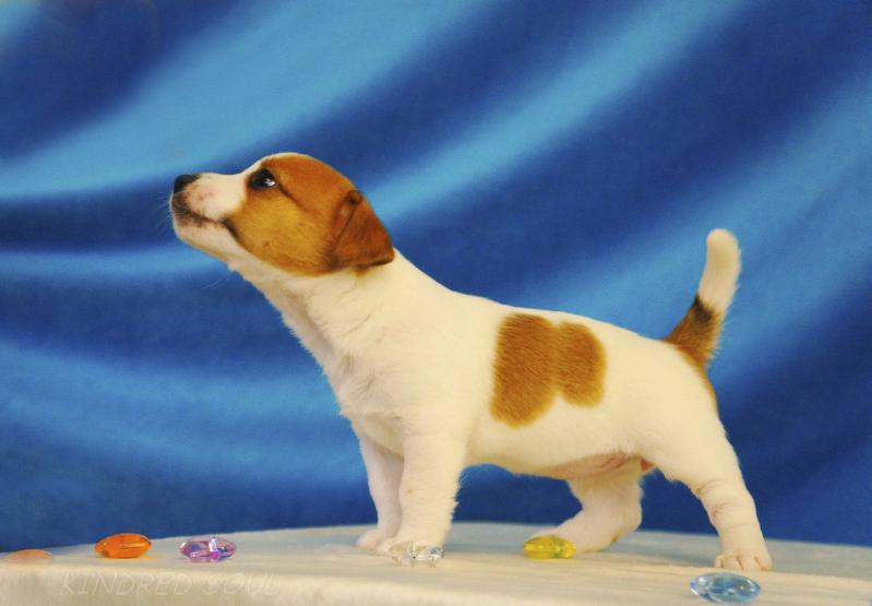 Kindred Soul Of Course Near You | Jack Russell Terrier 