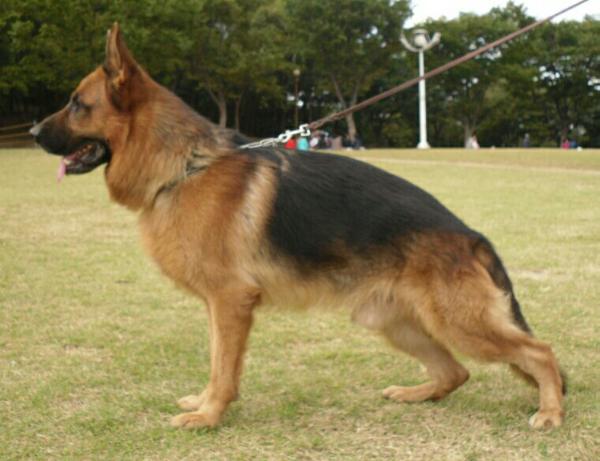 B-Kali vom Daegu House | German Shepherd Dog 