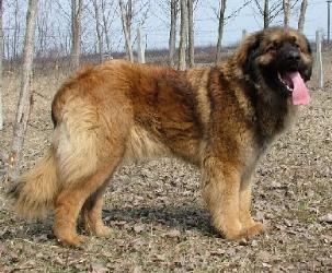 Juhaszvari Kedves Banja | Leonberger 