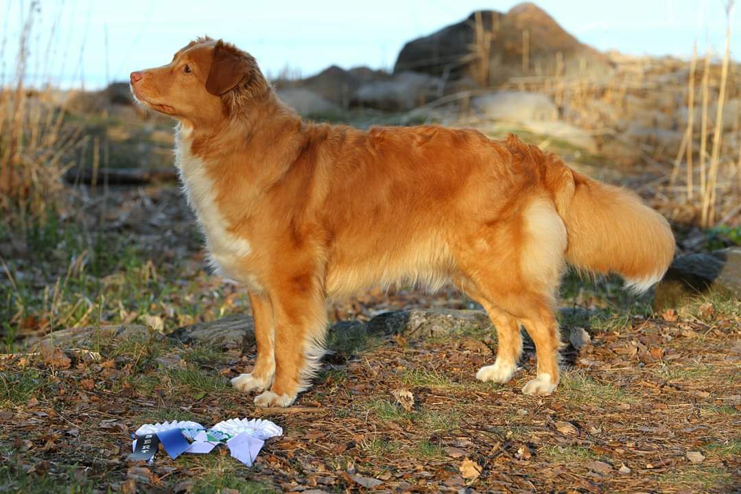 Manitou's Tail'ored Maid | Nova Scotia Duck Tolling Retriever 