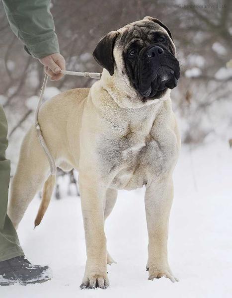 Tresor Fullhouse Amber Dream | Bullmastiff 