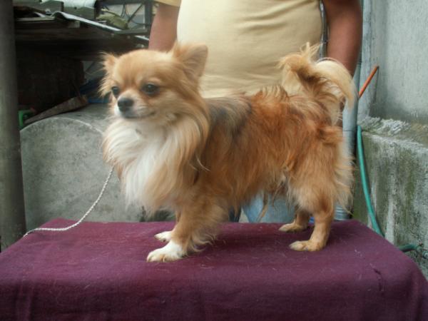 Ursus Meyer (Bracho) Mex. Fci | Chihuahua 
