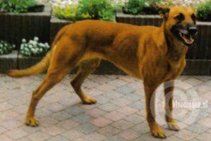 Kelly (Muyen) | Dutch Shepherd 