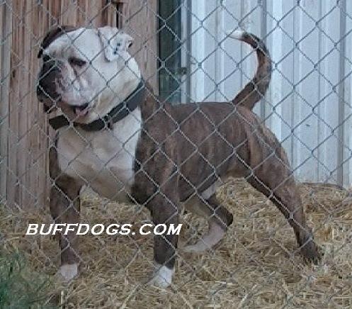 Buffdog's tyson | American Bulldog 