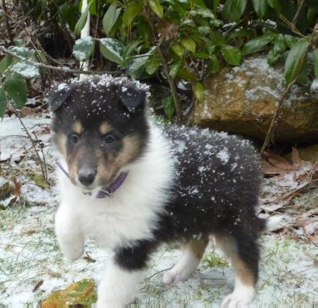 Cgs Dixie Chicks Loyal Honey | Rough Collie 