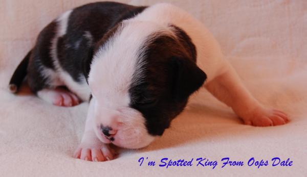 I'm Spotted King From Oops Dale | American Staffordshire Terrier 