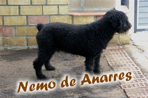 Nemo de Anarres | Spanish Water Dog 