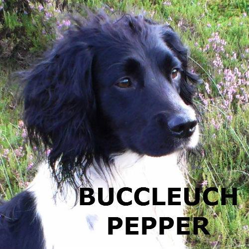 Buccleuch Pepper | English Springer Spaniel 