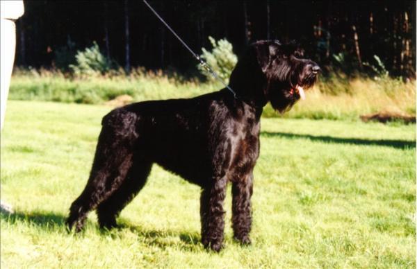 Zimyrs Lianna | Giant Schnauzer 