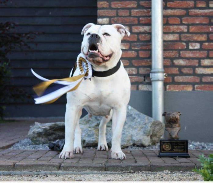 Groovy Bulls Lola jr | Olde English Bulldogge 