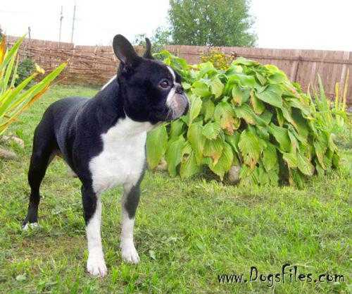 OKEANSKIY VETER LEKSUS | Boston Terrier 