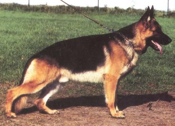 Cimbo von der Burg Reichenstein | German Shepherd Dog 