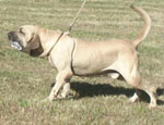 umiri II da serra de itanhandu | Fila Brasileiro 