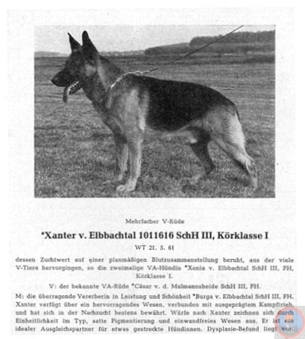 Xanter vom Elbbachtal | German Shepherd Dog 