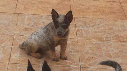 TEQUILA BLUE HEELER SELIVON | Australian Cattle Dog 