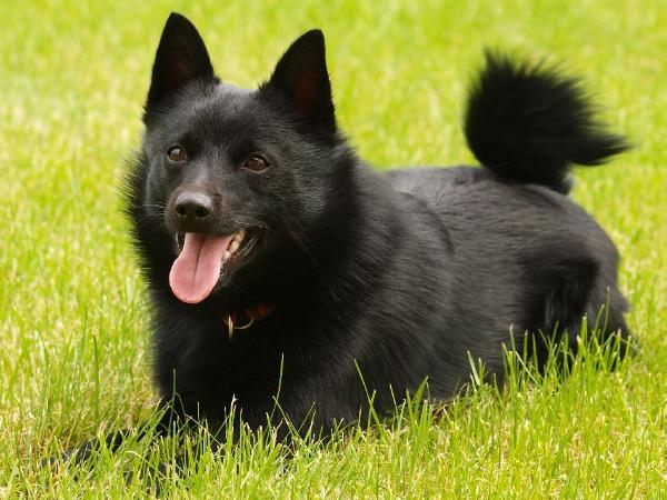 Pluto Taien | Schipperke 