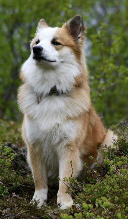 Laufeyjar Snægrímur | Icelandic Sheepdog 