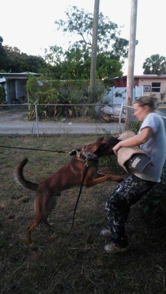 Harwoods Outlaw Ivo | Belgian Malinois 