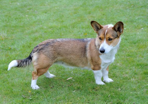 Bobass Aya | Cardigan Welsh Corgi 