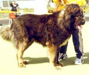 Odin Bek | Caucasian Mountain Dog 