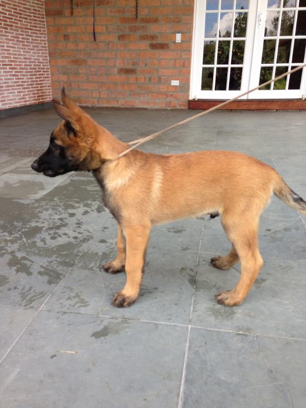 P'Marko van Vessald | Belgian Malinois 