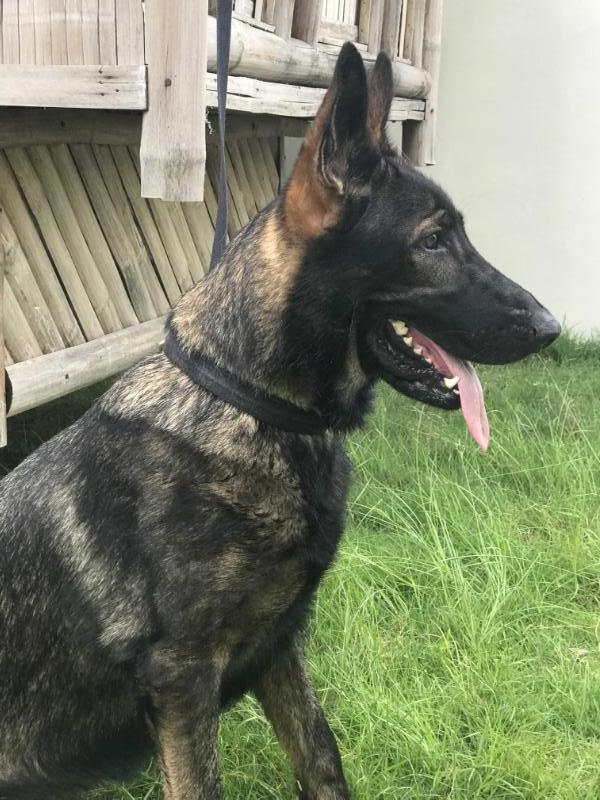 Dacca Vamoz Bohemia | German Shepherd Dog 