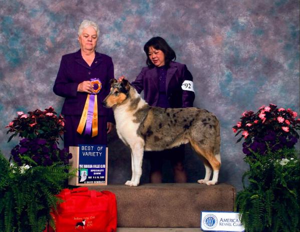 Corjalins the whitelighter (Smooth Collie) | Rough Collie 