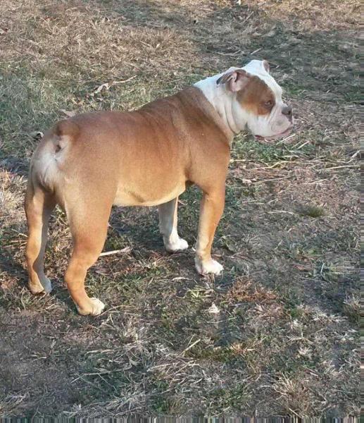 Rocktown's Kess of Winter | Olde English Bulldogge 