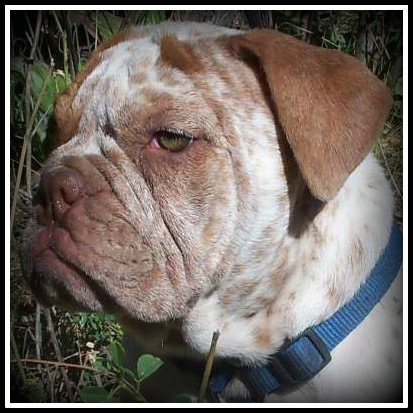 Black Mesa Bulldogs Throwing Copper | Olde English Bulldogge 