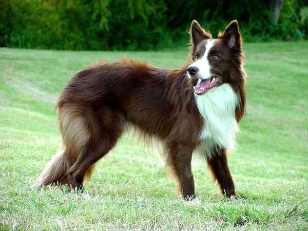 Rival's TriHard | Border Collie 