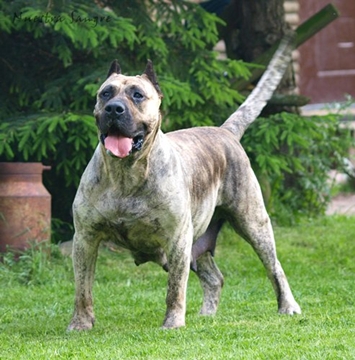 Tora Campeon | Perro de Presa Canario 