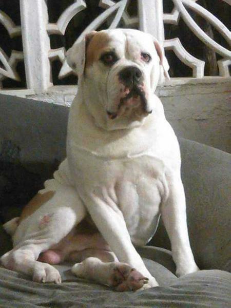 Big Ballz Sam | Olde English Bulldogge 