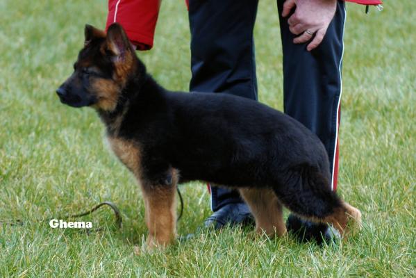 Louis van Calistohof | German Shepherd Dog 