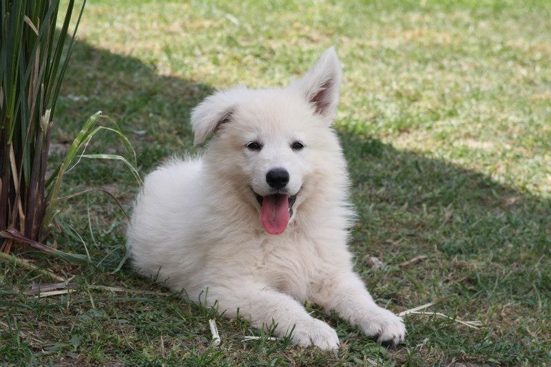 Tina Sivacki Biser | White Swiss Shepherd Dog 
