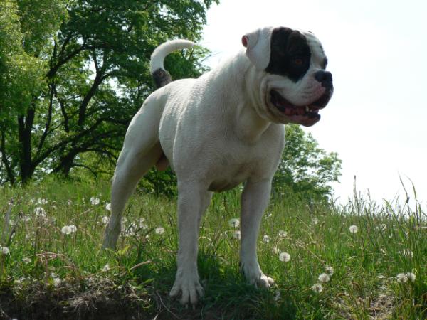 Elz bullet yuvelir | American Bulldog 