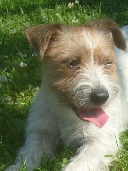 Ultra Violett Di Sutri | Jack Russell Terrier 