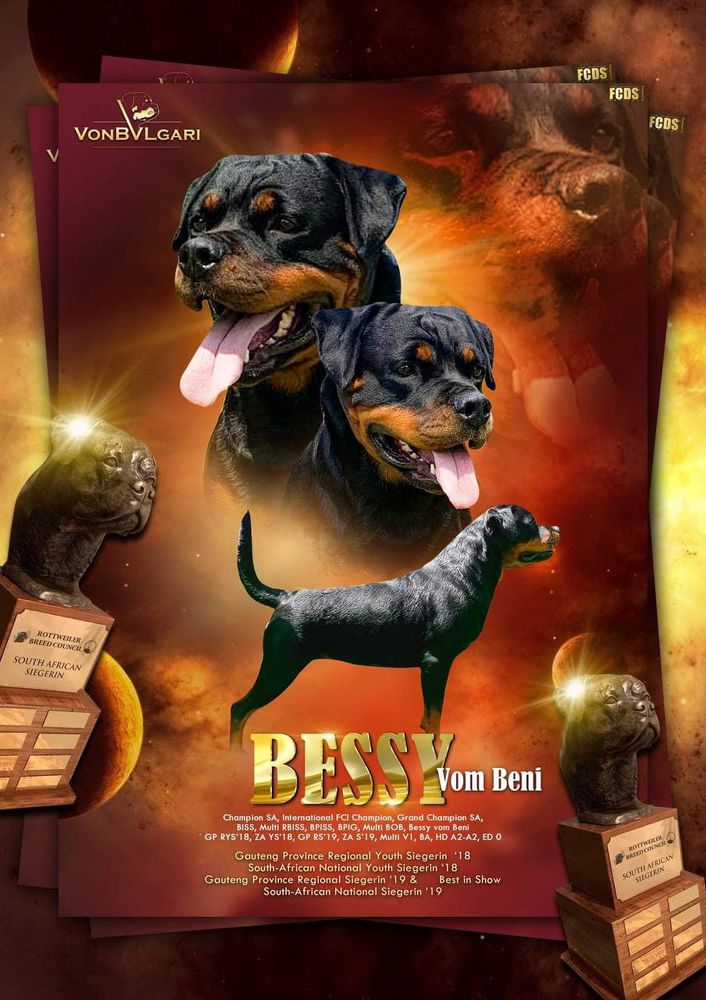 Bessy vom Beni of Von Bulgari | Rottweiler 