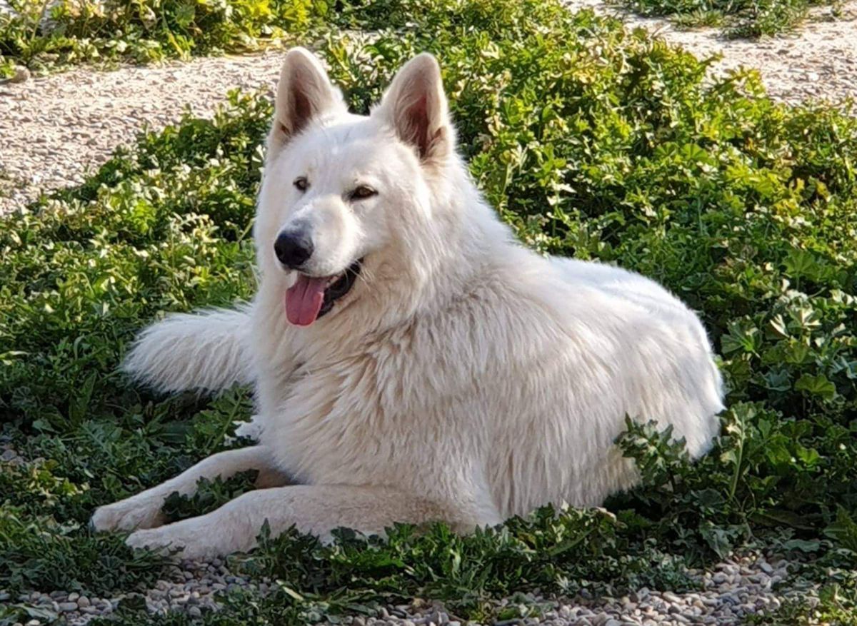 Draco of The White company | White Swiss Shepherd Dog 