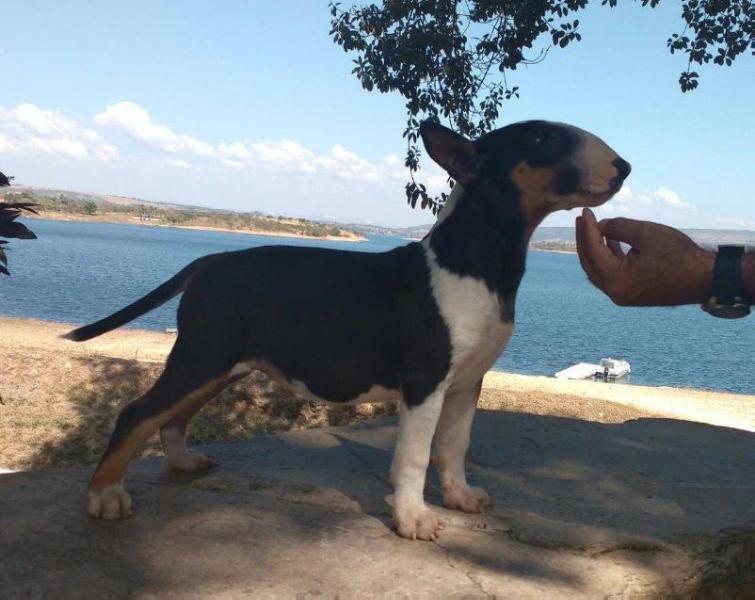 Grand Vale do Itaca de Bravun Terrier | Bull Terrier 