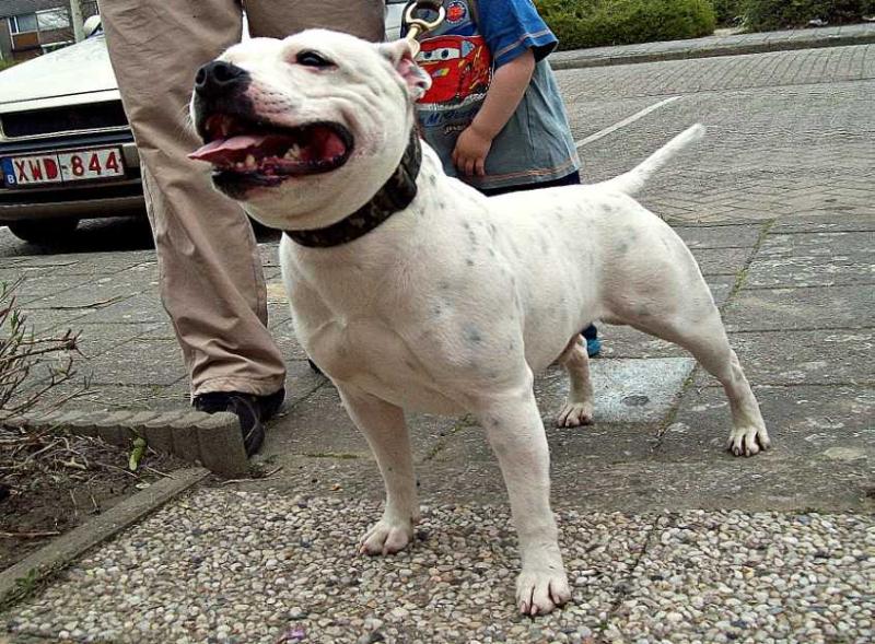 Guardian off Caithlenn Staffs | Staffordshire Bull Terrier 