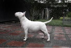 ASTROBULL BUENAVENTURA &amp; CONNEY | Bull Terrier 