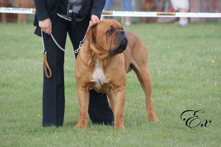 Enzo t de la croix d'occitanie | Dogue de Bordeaux 