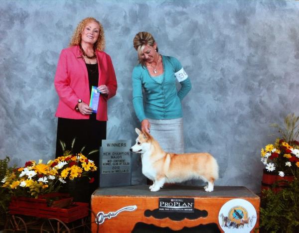 Carwyn Love At First Sight | Pembroke Welsh Corgi 