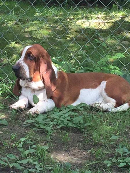 Born With Tiara Tina Turner Of The Ozark | Basset Hound 