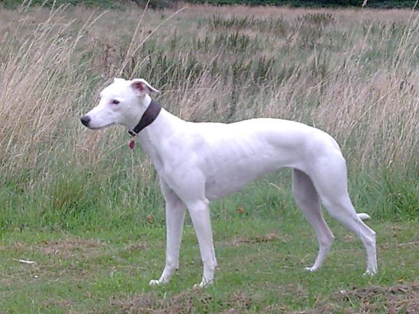 knavesoak | Whippet 